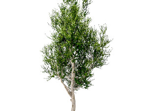 silver birch tree - betula pendula Modelo 3D