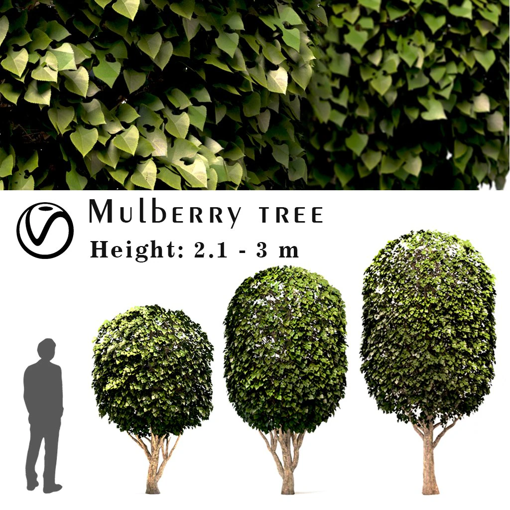 mulberry tree set morus tree 3D Model .c4d .max .obj .3ds .fbx .stl .blend