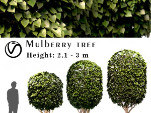 set di gelso morus albero Modello 3D