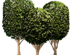 mulberry tree set morus tree 3D Model