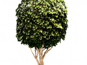 mulberry tree set morus tree 3D Model