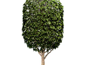 mulberry tree set morus tree 3D Model