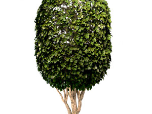 mulberry tree set morus tree 3D-Modell