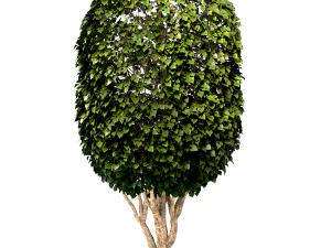 mulberry tree set morus tree 3D Model