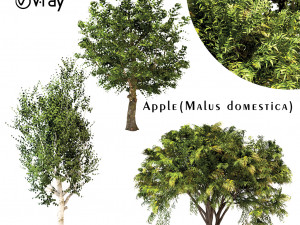 set of trees chinaberry silver birch and apple 3D Model