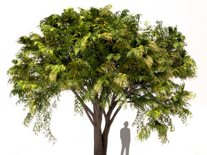 set of trees chinaberry silver birch and apple Modèle 3D