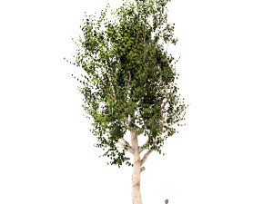 set of trees chinaberry silver birch and apple Modèle 3D
