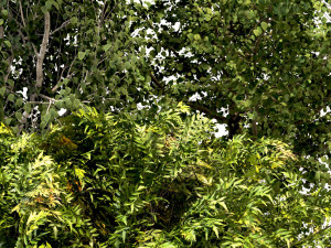 set of trees chinaberry silver birch and apple Modèle 3D