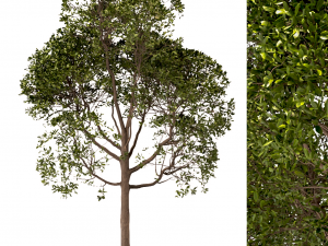 set of round shaped bay trees laurus nobilis Modèle 3D