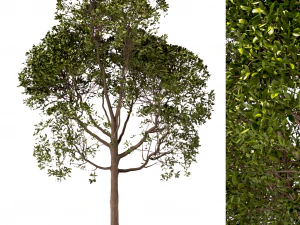 set of round shaped bay trees laurus nobilis 3D Model