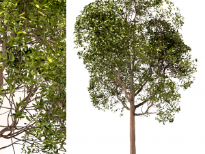 set of round shaped bay trees laurus nobilis Modèle 3D