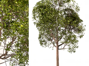 set of round shaped bay trees laurus nobilis 3D Model