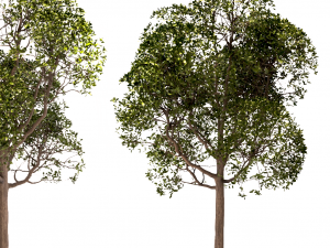 set of round shaped bay trees laurus nobilis Modèle 3D