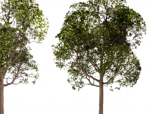 set of round shaped bay trees laurus nobilis 3D Model
