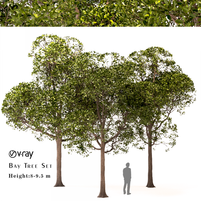 set of round shaped bay trees laurus nobilis Modèle 3D .c4d .max .obj .3ds .fbx .stl .blend 