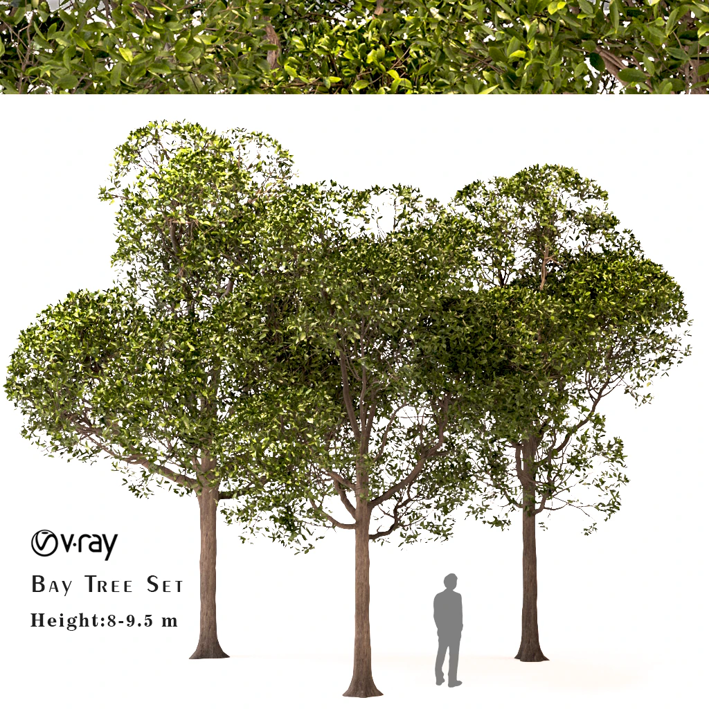 set of round shaped bay trees laurus nobilis 3D Model .c4d .max .obj .3ds .fbx .stl .blend 