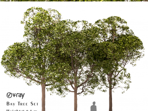set of round shaped bay trees laurus nobilis 3D Model