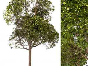 set of round shaped bay trees laurus nobilis 3D Model