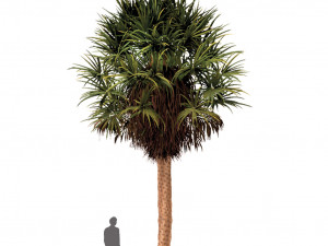 set of trees china palm chinaberry round shaped bay and bottle palm tree 3D मॉडल