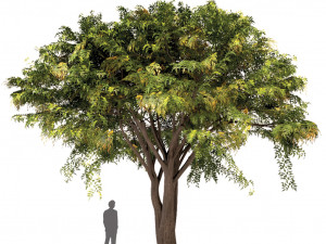 set of trees china palm chinaberry round shaped bay and bottle palm tree 3D मॉडल