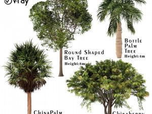 set of trees china palm chinaberry round shaped bay and bottle palm tree 3D Model