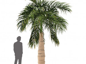 set of trees china palm chinaberry round shaped bay and bottle palm tree 3D मॉडल