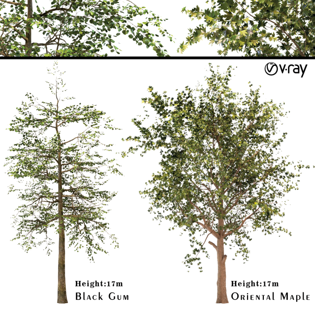 platanus orientalis - black gum or nyssa sylvatica 3D Model .c4d .max .obj .3ds .fbx .stl .blend 