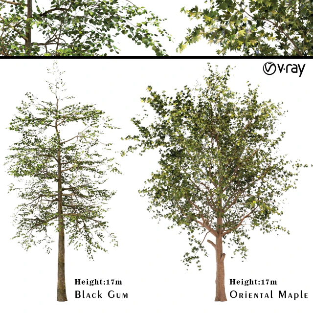 platanus Orientalis - zwarte gom of nyssa sylvatica 3D Model .c4d .max .obj .3ds .fbx .stl .blend 