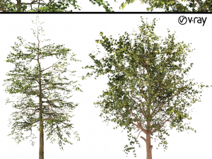 platanus orientalis - black gum or nyssa sylvatica 3D Model