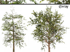 platanus orientalis - goma preta ou nyssa sylvatica Modelo 3D