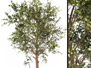 platanus orientalis - black gum or nyssa sylvatica 3D Model