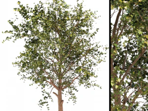 platanus Orientalis - zwarte gom of nyssa sylvatica 3D Model