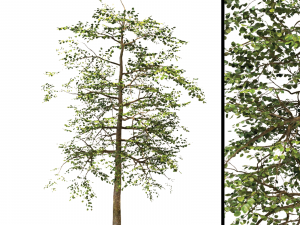 platanus orientalis - black gum or nyssa sylvatica 3D Model