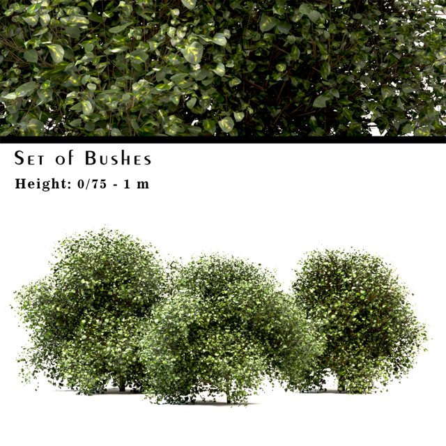 set of buxus box bushes - 3 sizes Model 3D .c4d .max .obj .3ds .fbx .stl .blend 