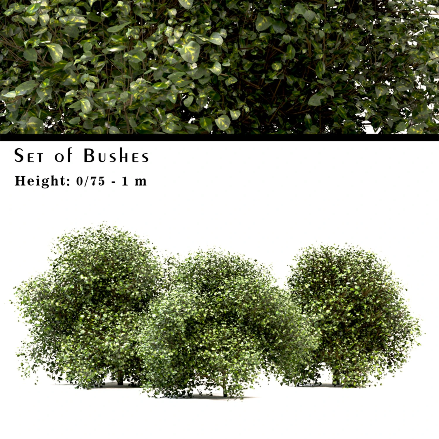 set of buxus box bushes - 3 sizes 3D Model .c4d .max .obj .3ds .fbx .stl .blend 