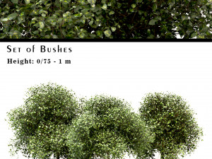 set of buxus box bushes - 3 sizes 3D Model