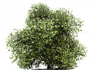 set of buxus box bushes - 3 sizes Model 3D