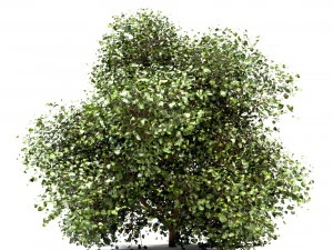 set of buxus box bushes - 3 sizes 3D Model