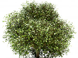 set of buxus box bushes - 3 sizes 3D Model