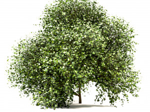 set of buxus box bushes - 3 sizes Model 3D