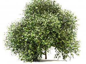 set of buxus box bushes - 3 sizes 3D Model