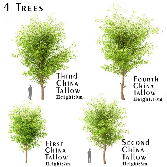 set of china tallow triadica sebifera trees 4 trees Modelo 3D .c4d .max .obj .3ds .fbx .stl .blend
