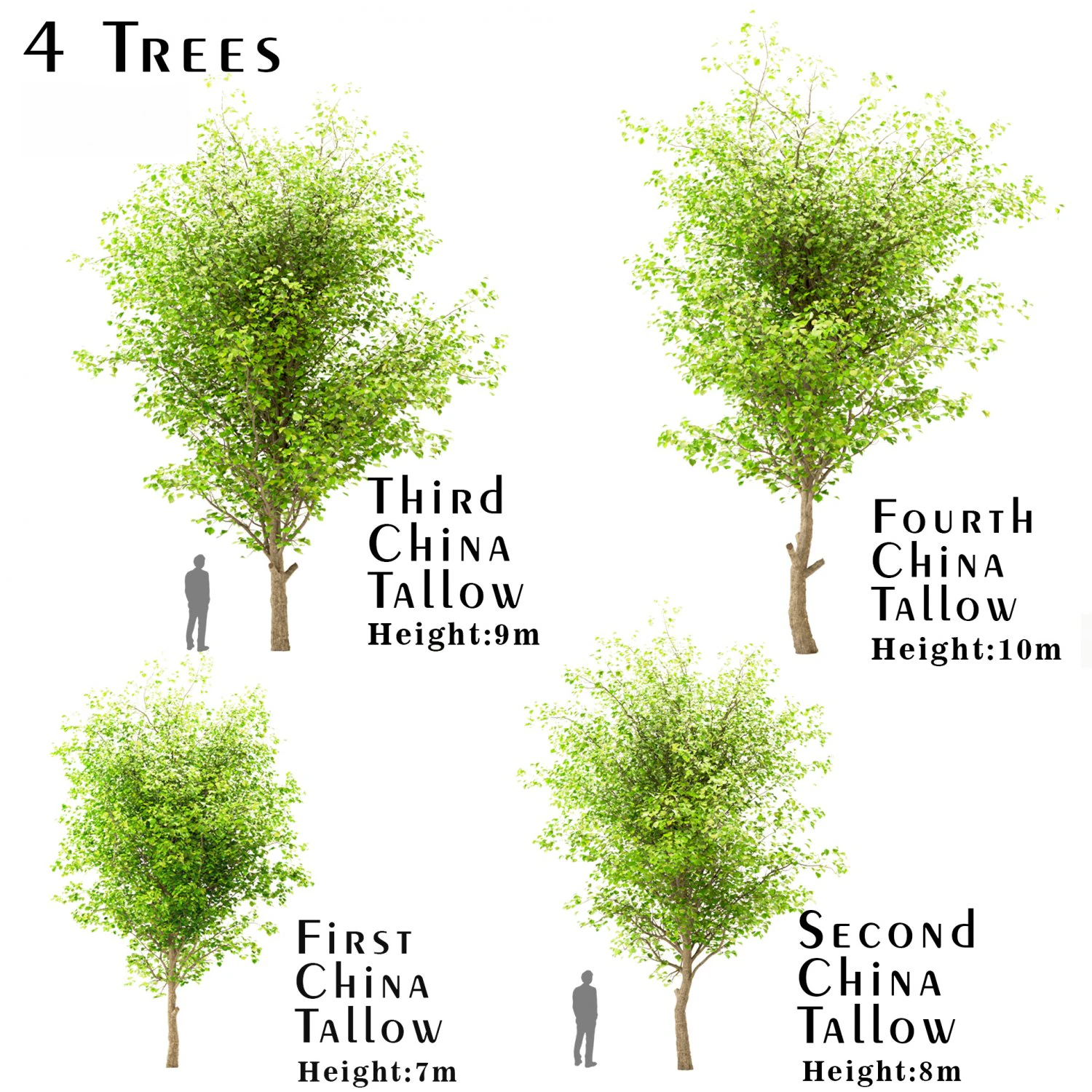 set of china tallow triadica sebifera trees 4 trees 3D Model .c4d .max .obj .3ds .fbx .stl .blend 