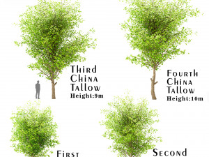 set of china tallow triadica sebifera trees 4 trees 3D Model