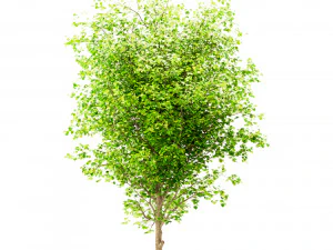 set of china tallow triadica sebifera trees 4 trees 3D Model