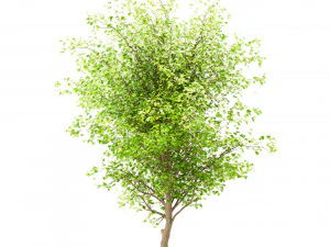 set of china tallow triadica sebifera trees 4 trees 3D Model