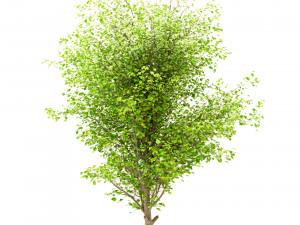 set of china tallow triadica sebifera trees 4 trees Modello 3D