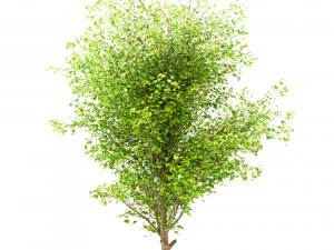 set of china tallow triadica sebifera trees 4 trees 3D Model