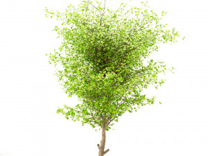 set of china tallow triadica sebifera trees 4 trees Modello 3D