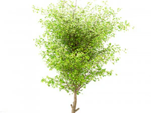 set of china tallow triadica sebifera trees 4 trees 3D Model